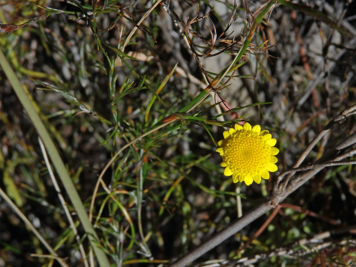 Mechovec (Cotula turbinata L.)