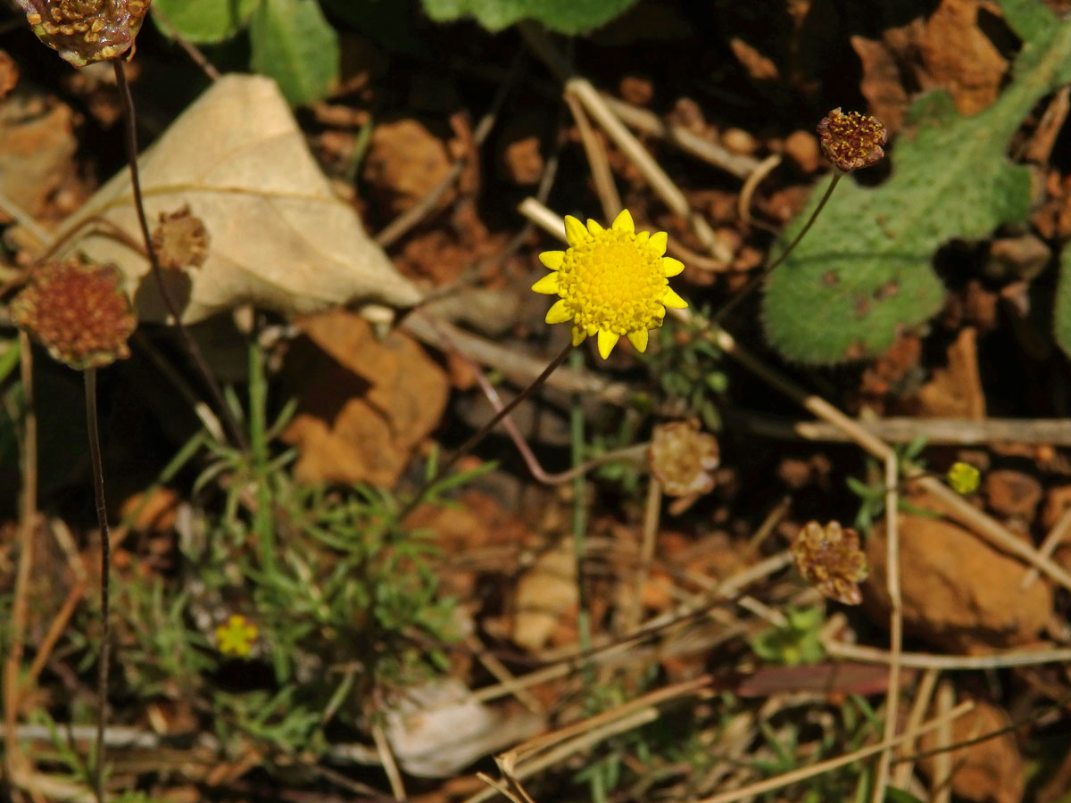 Mechovec (Cotula turbinata L.)