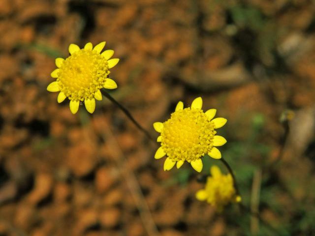 Mechovec (Cotula turbinata L.)