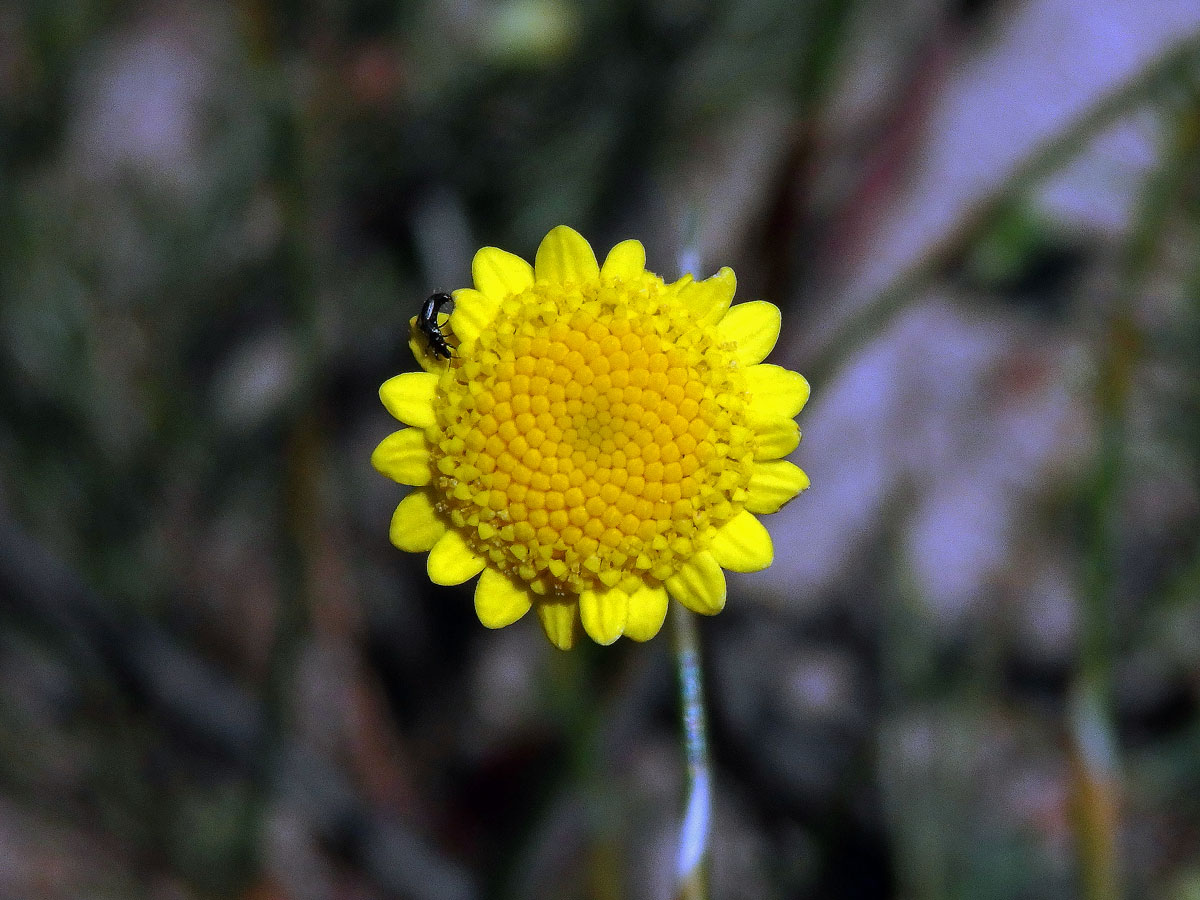 Mechovec (Cotula turbinata L.)