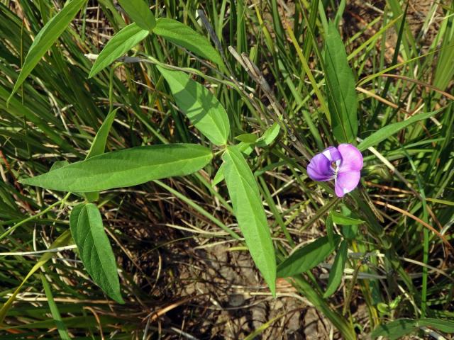 Vigna vexillata (L.) A. Rich.