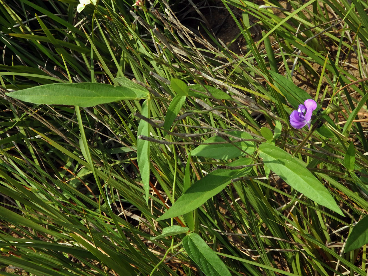 Vigna vexillata (L.) A. Rich.