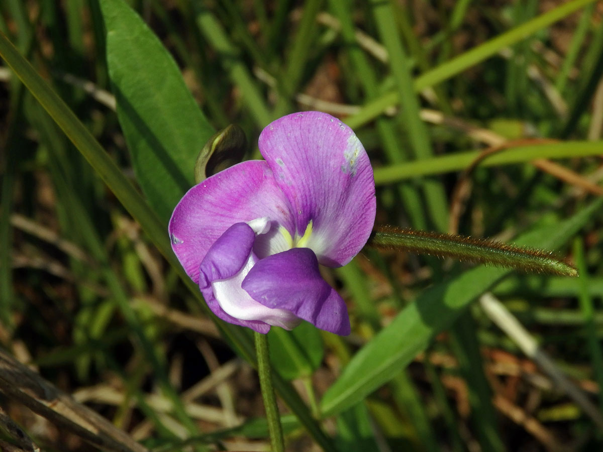 Vigna vexillata (L.) A. Rich.