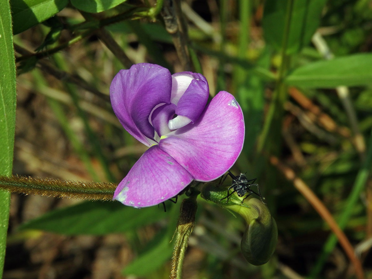 Vigna vexillata (L.) A. Rich.