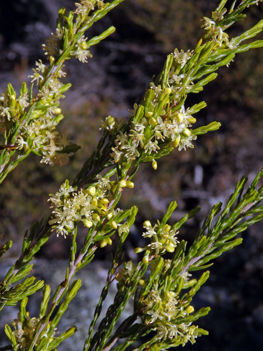 Vrabcovka (Passerina paleacea Wikstr.)