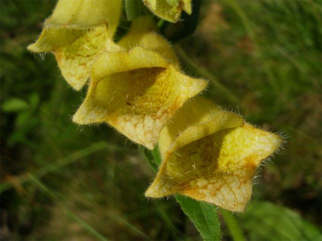 Náprstník velkokvětý (Digitalis grandiflora Mill.)