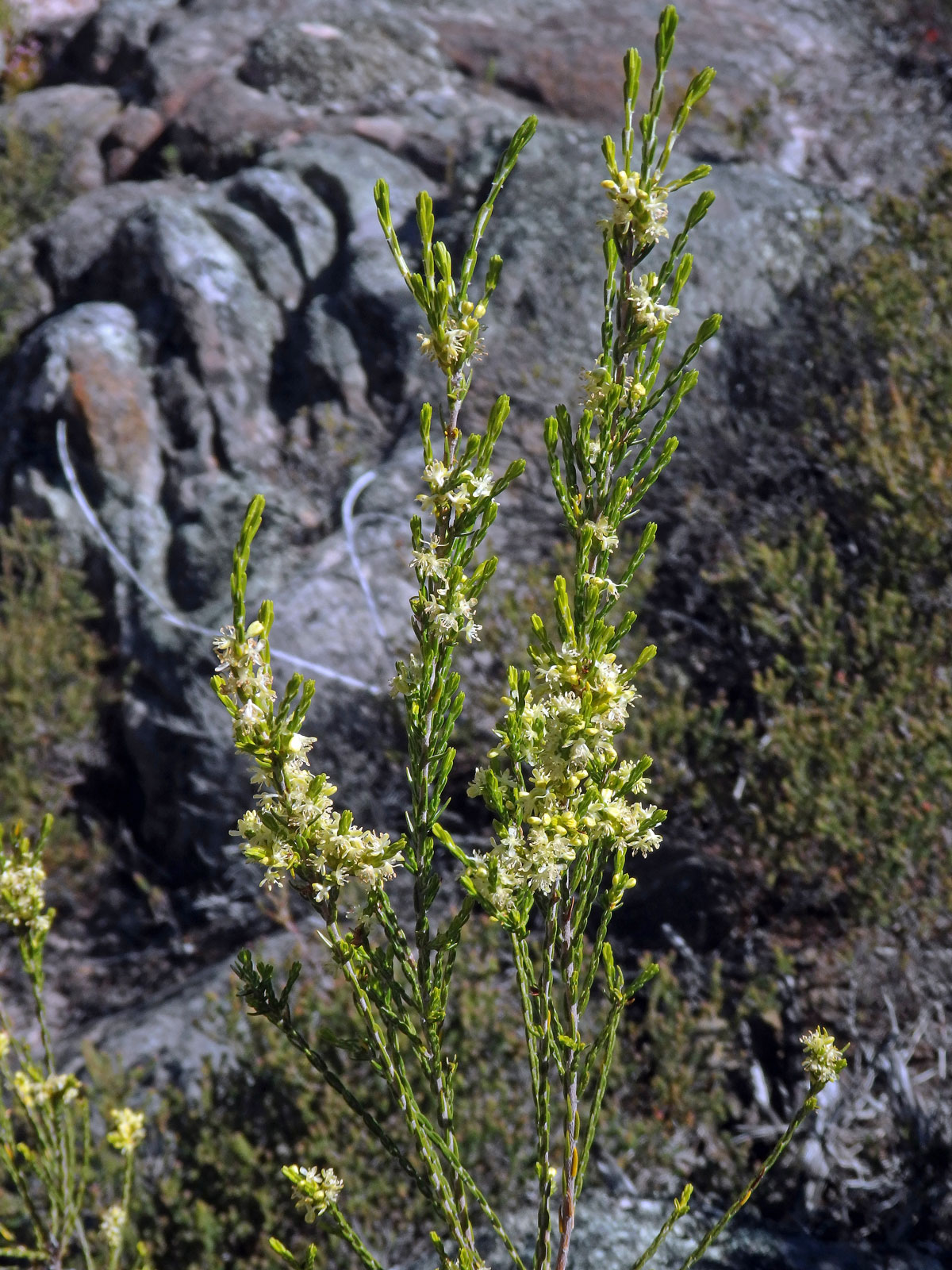 Vrabcovka (Passerina paleacea Wikstr.)