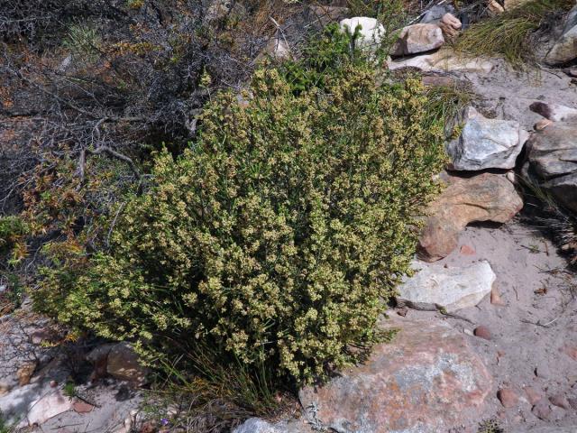 Vrabcovka (Passerina paleacea Wikstr.)