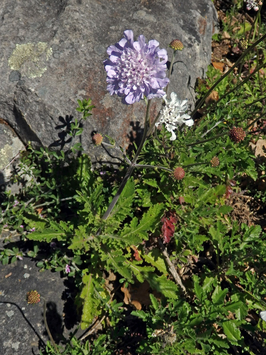 Hlaváč (Scabiosa incisa Mill.)