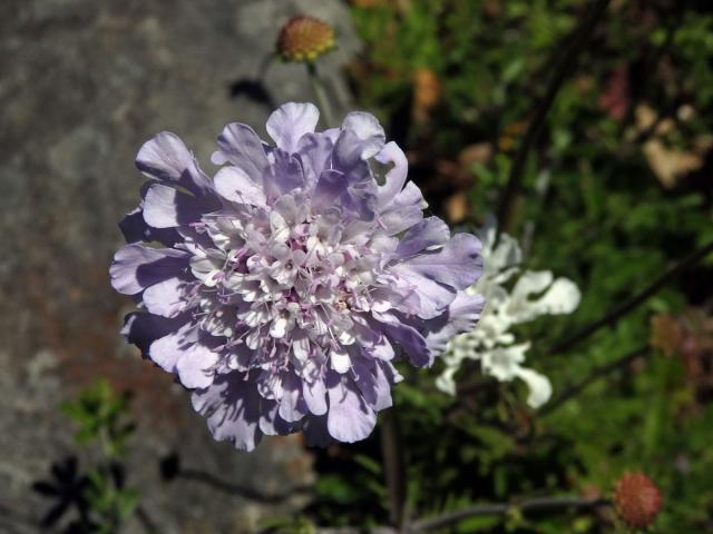 Hlaváč (Scabiosa incisa Mill.)