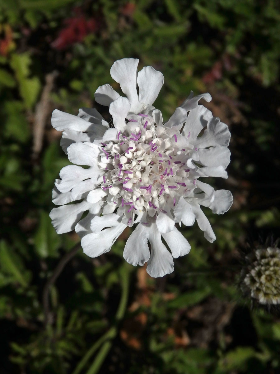 Hlaváč (Scabiosa incisa Mill.)