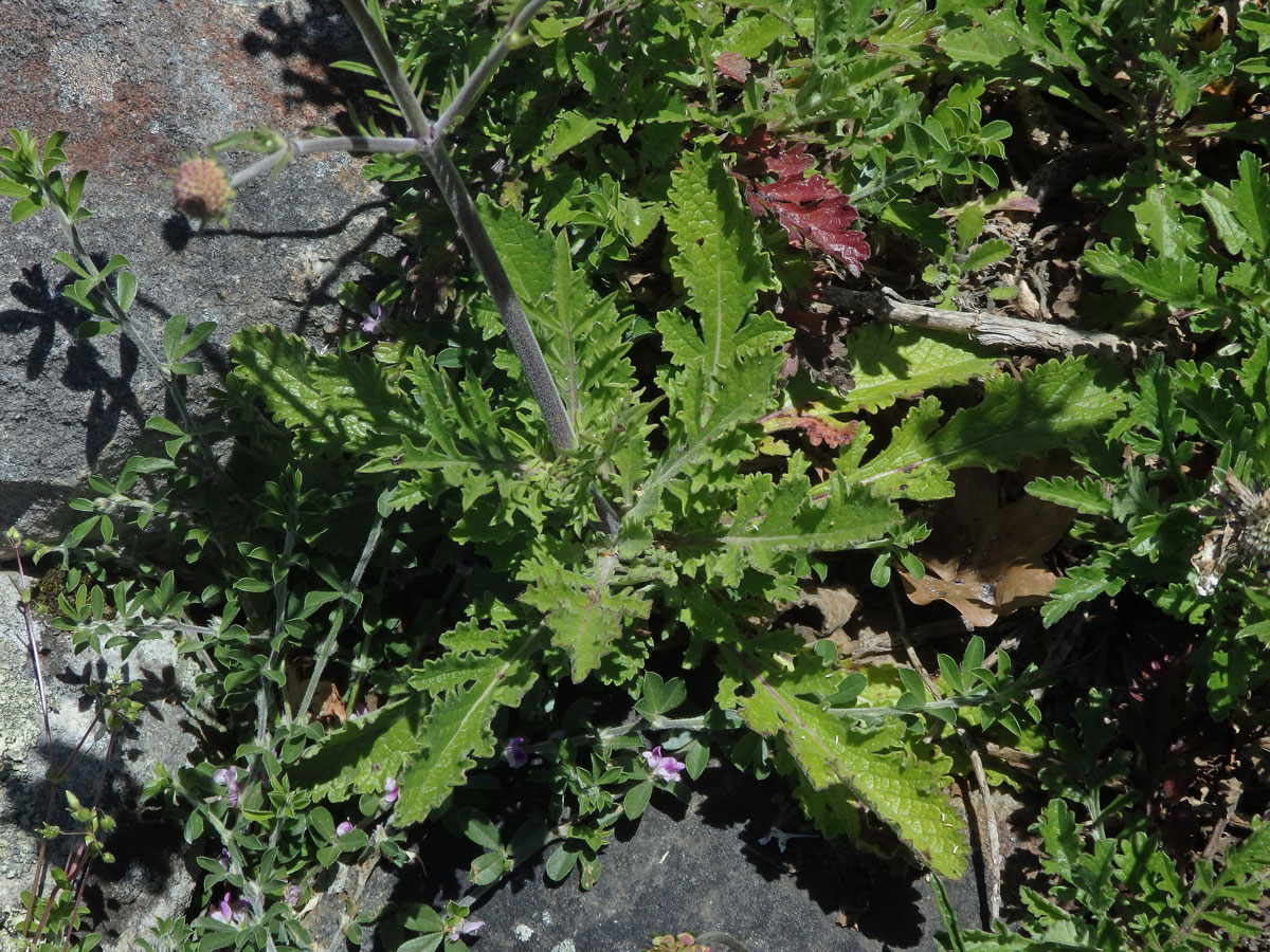 Hlaváč (Scabiosa incisa Mill.)