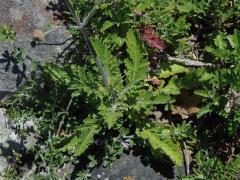 Hlaváč (Scabiosa incisa Mill.)