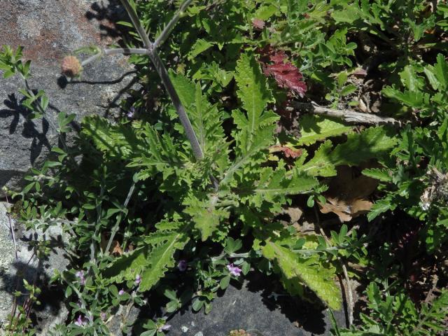 Hlaváč (Scabiosa incisa Mill.)