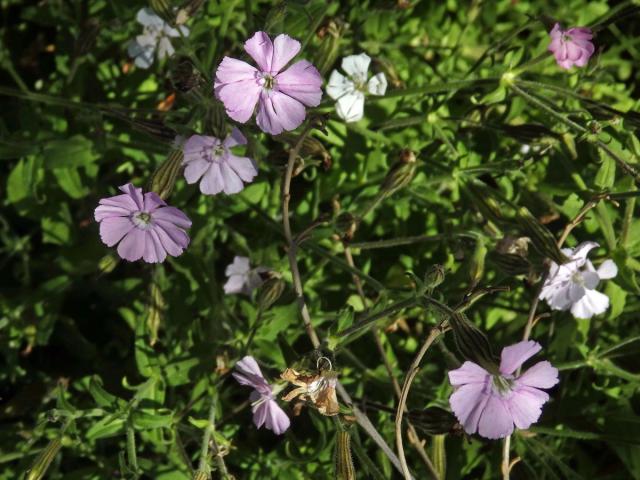 Silenka (Silene pilosellifolia Cham. & Schltdl.)