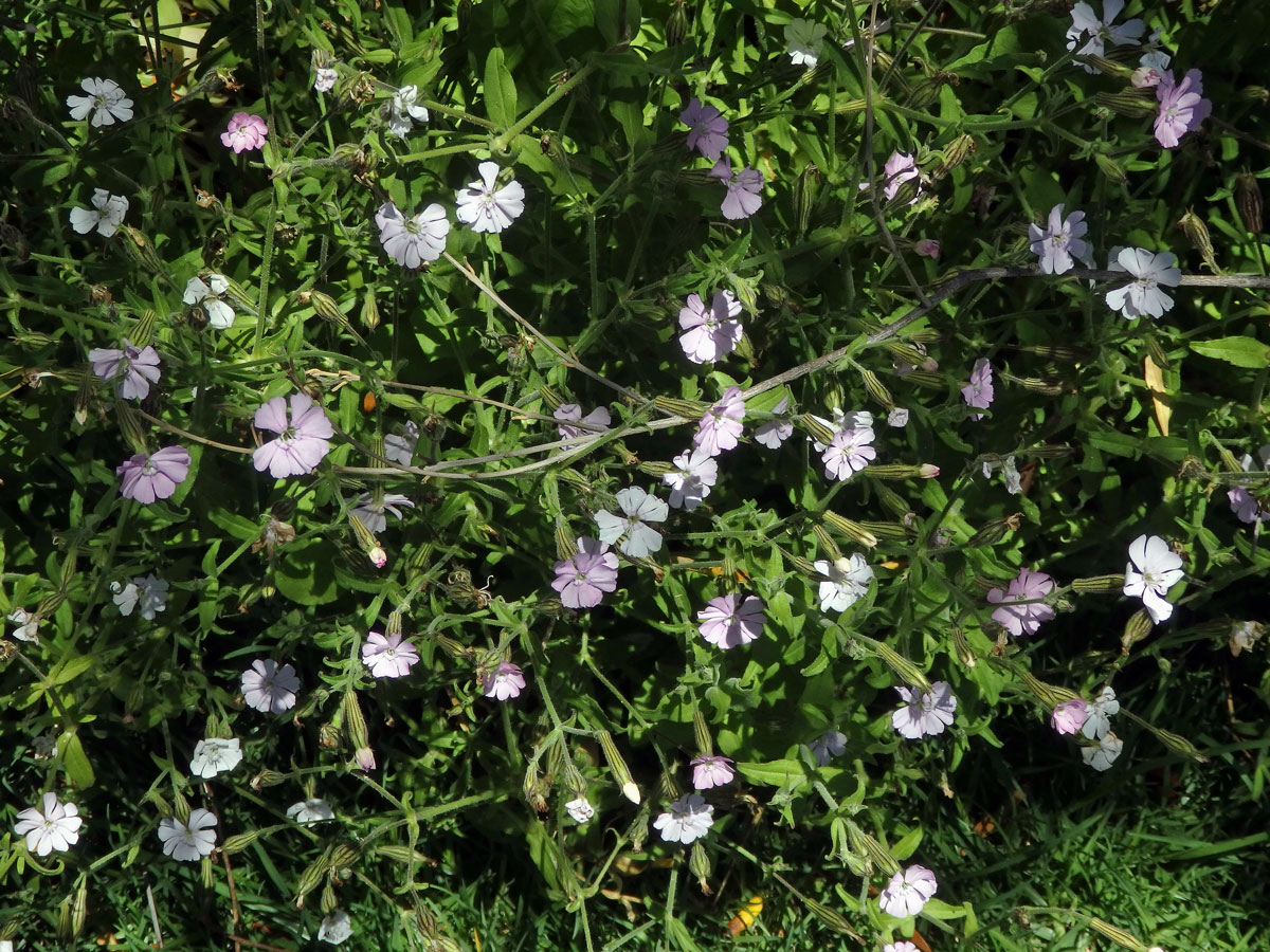 Silenka (Silene pilosellifolia Cham. & Schltdl.)