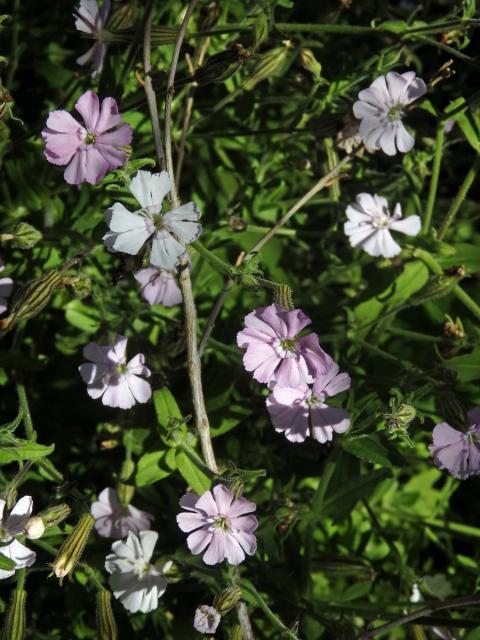 Silenka (Silene pilosellifolia Cham. & Schltdl.)