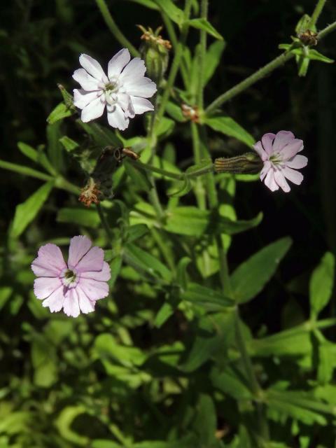 Silenka (Silene pilosellifolia Cham. & Schltdl.)