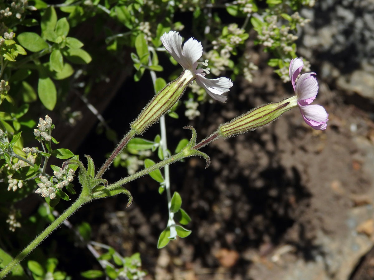 Silenka (Silene pilosellifolia Cham. & Schltdl.)