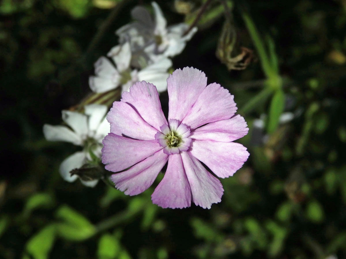 Silenka (Silene pilosellifolia Cham. & Schltdl.)