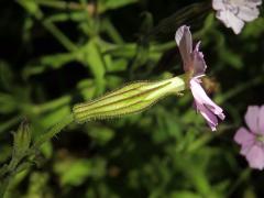 Silenka (Silene pilosellifolia Cham. & Schltdl.)