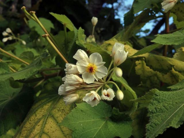 Lípěnka (Sparrmannia africana L. f.)