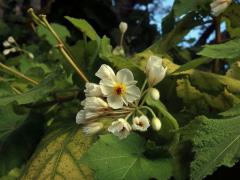 Lípěnka (Sparrmannia africana L. f.)