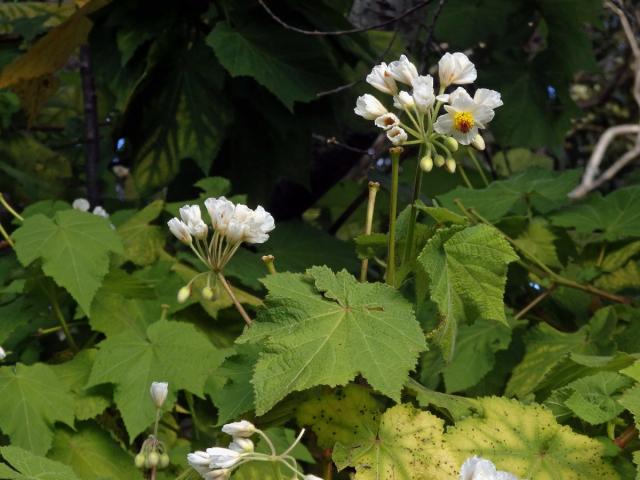 Lípěnka (Sparrmannia africana L. f.)