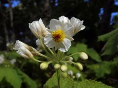 Lípěnka (Sparrmannia africana L. f.)