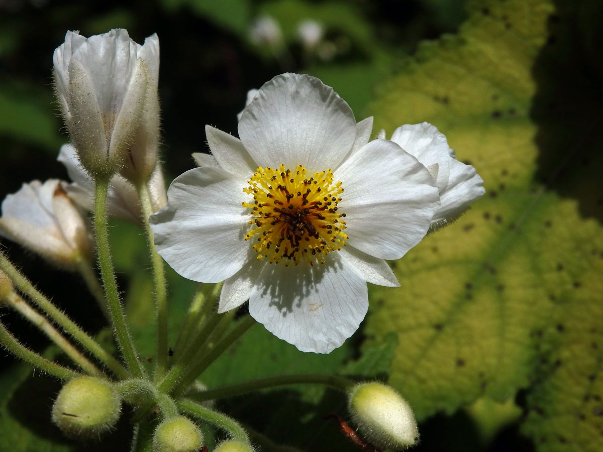 Lípěnka (Sparrmannia africana L. f.)