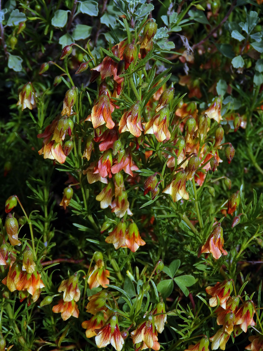 Hermannia pinnata L.