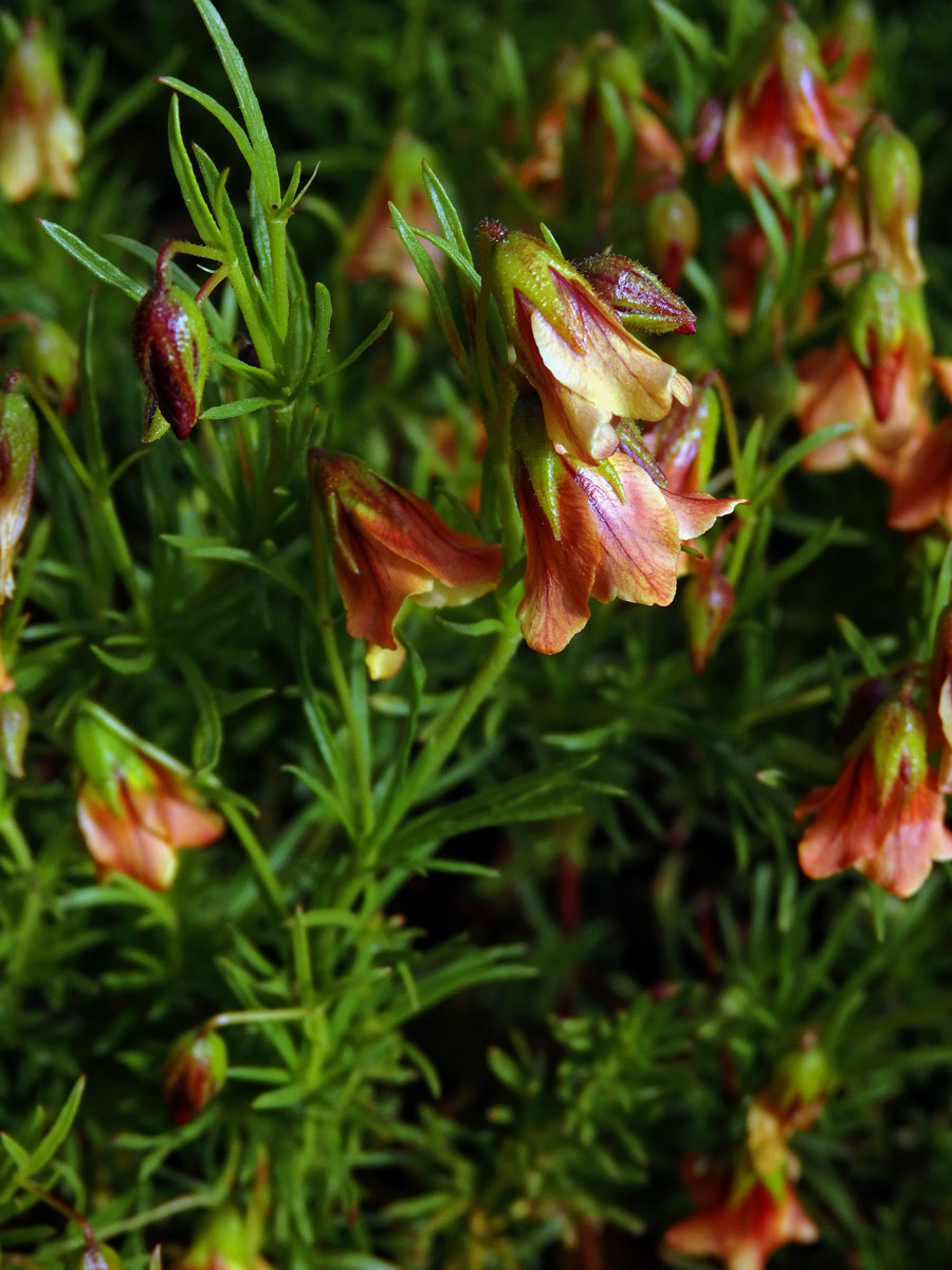 Hermannia pinnata L.