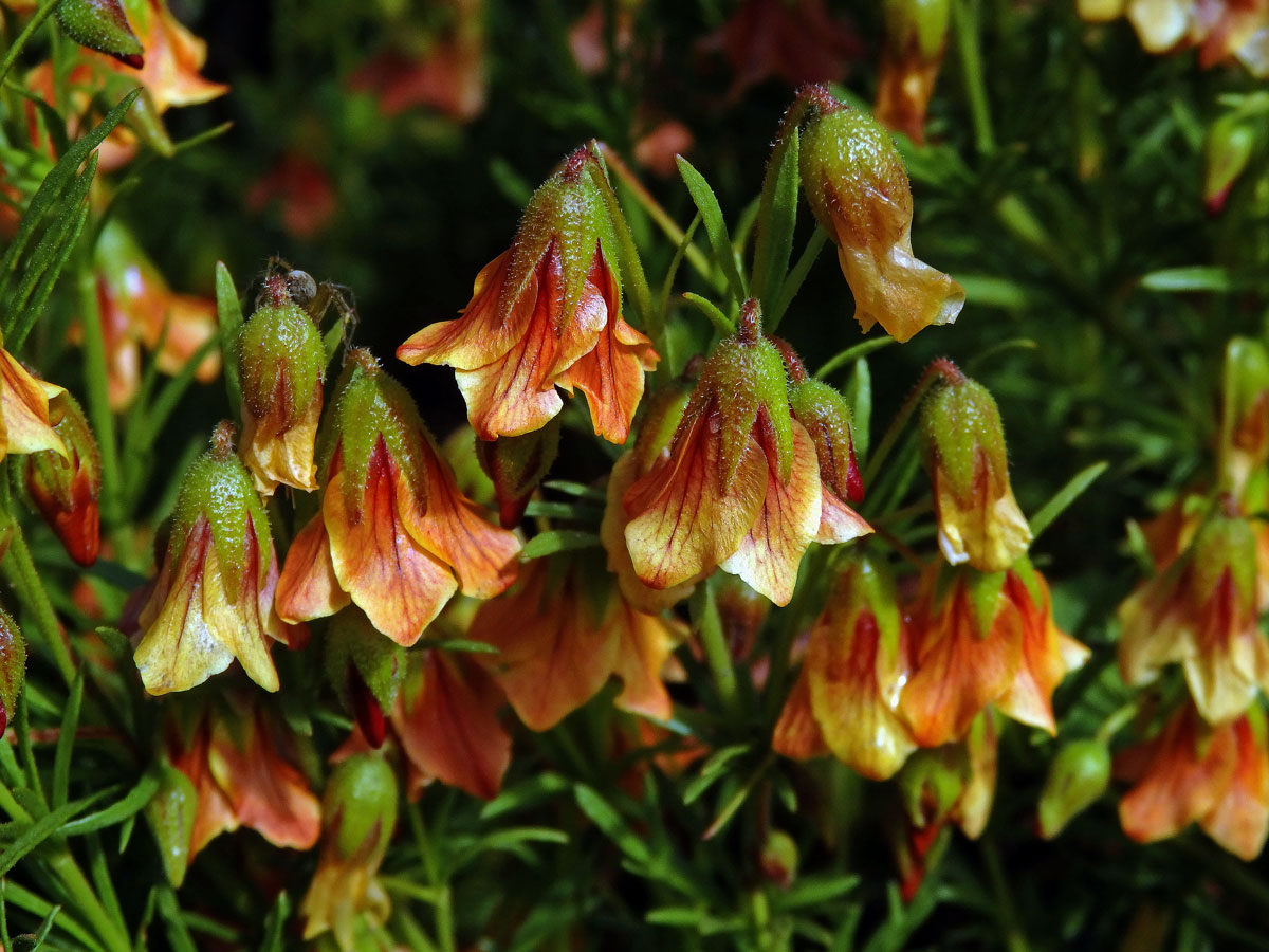 Hermannia pinnata L.