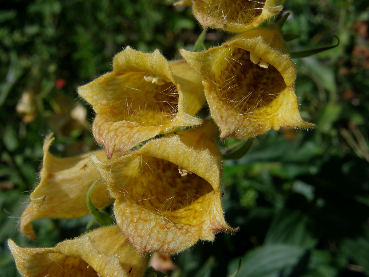 Náprstník velkokvětý (Digitalis grandiflora Mill.)