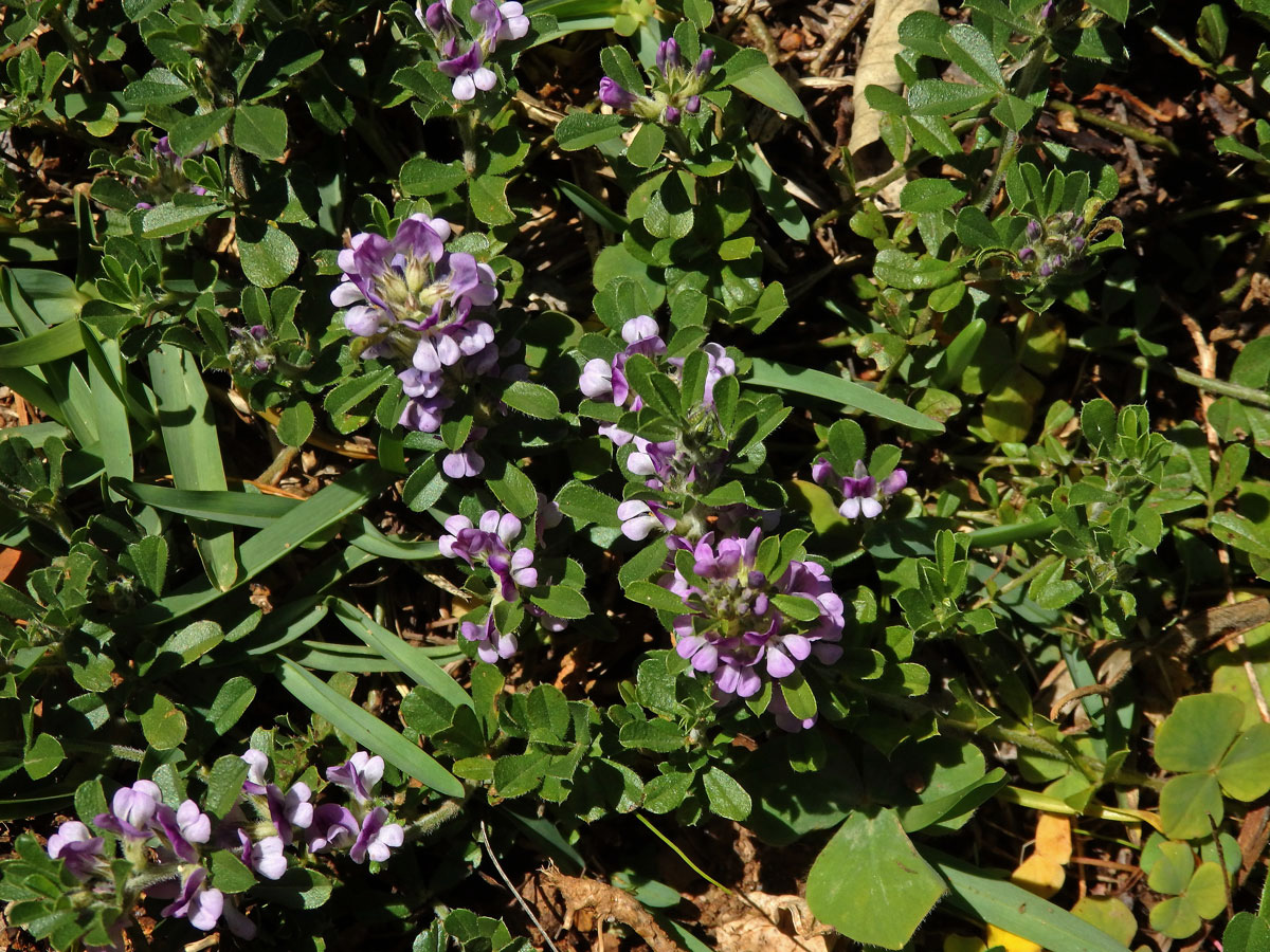 Otholobium fruticans (L.) C. H. Stirt.