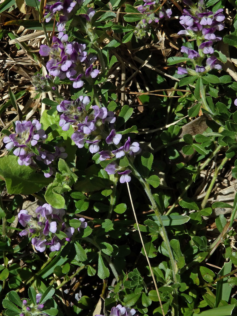 Otholobium fruticans (L.) C. H. Stirt.