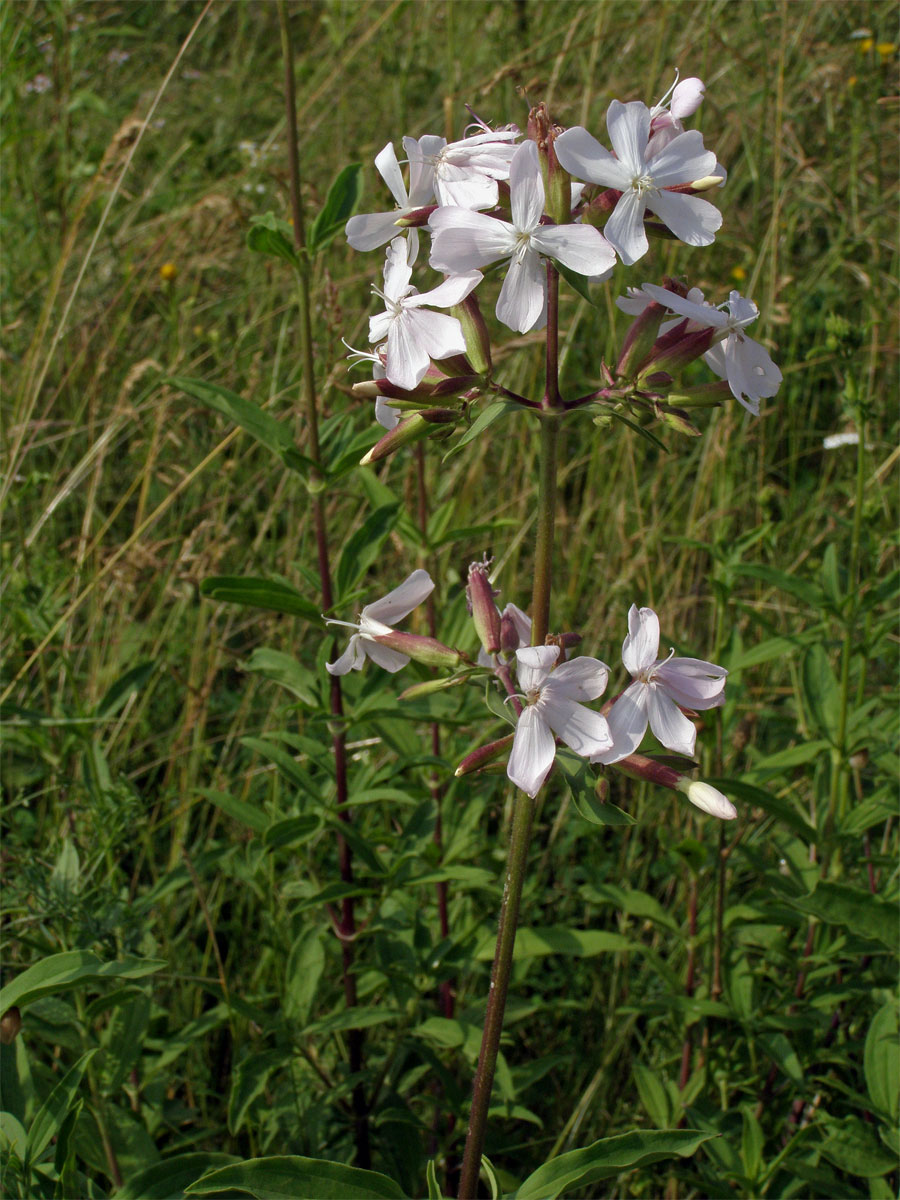 Mydlice lékařská (Saponaria officinalis L.)