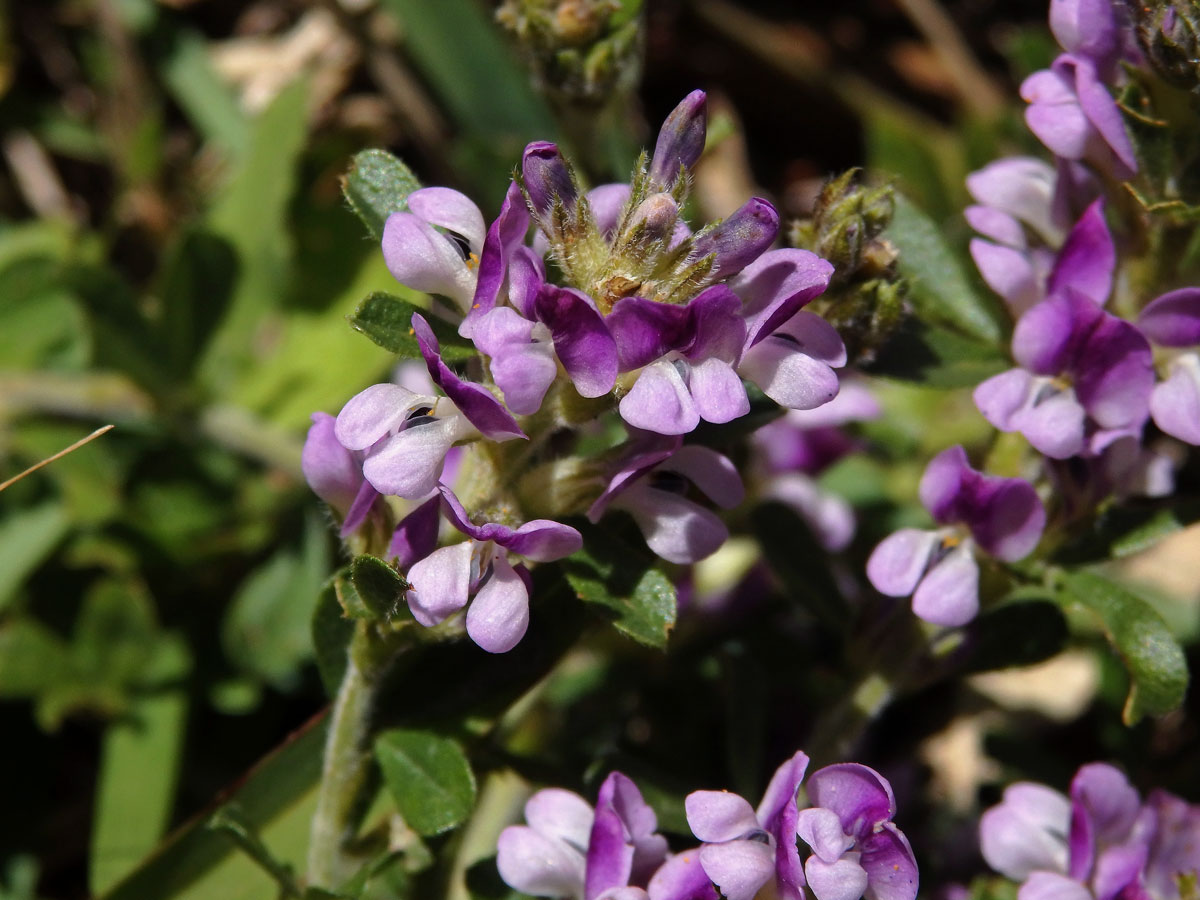 Otholobium fruticans (L.) C. H. Stirt.