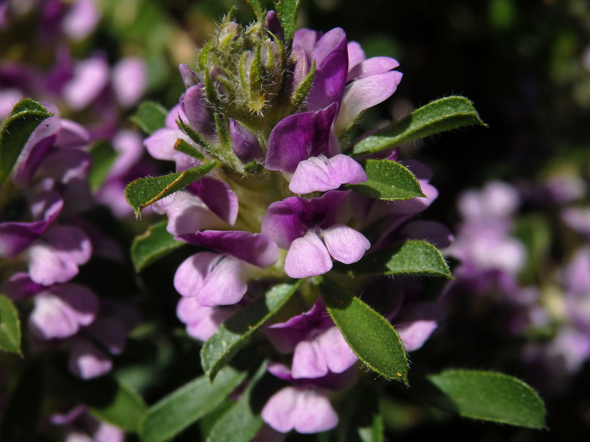 Otholobium fruticans (L.) C. H. Stirt.