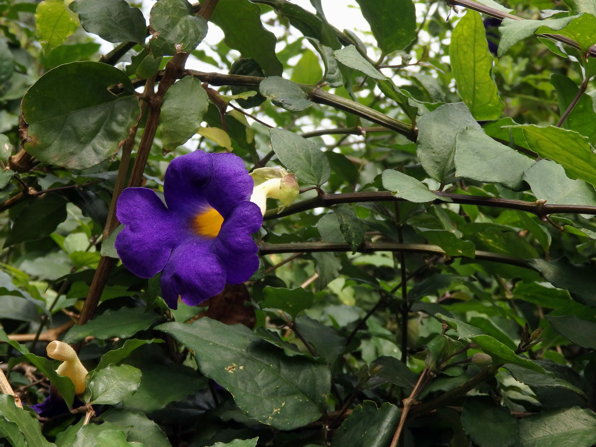 Thunbergie (Thunbergia erecta (Benth.) T. Anders.)