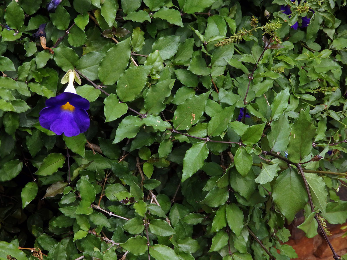 Thunbergie (Thunbergia erecta (Benth.) T. Anders.)