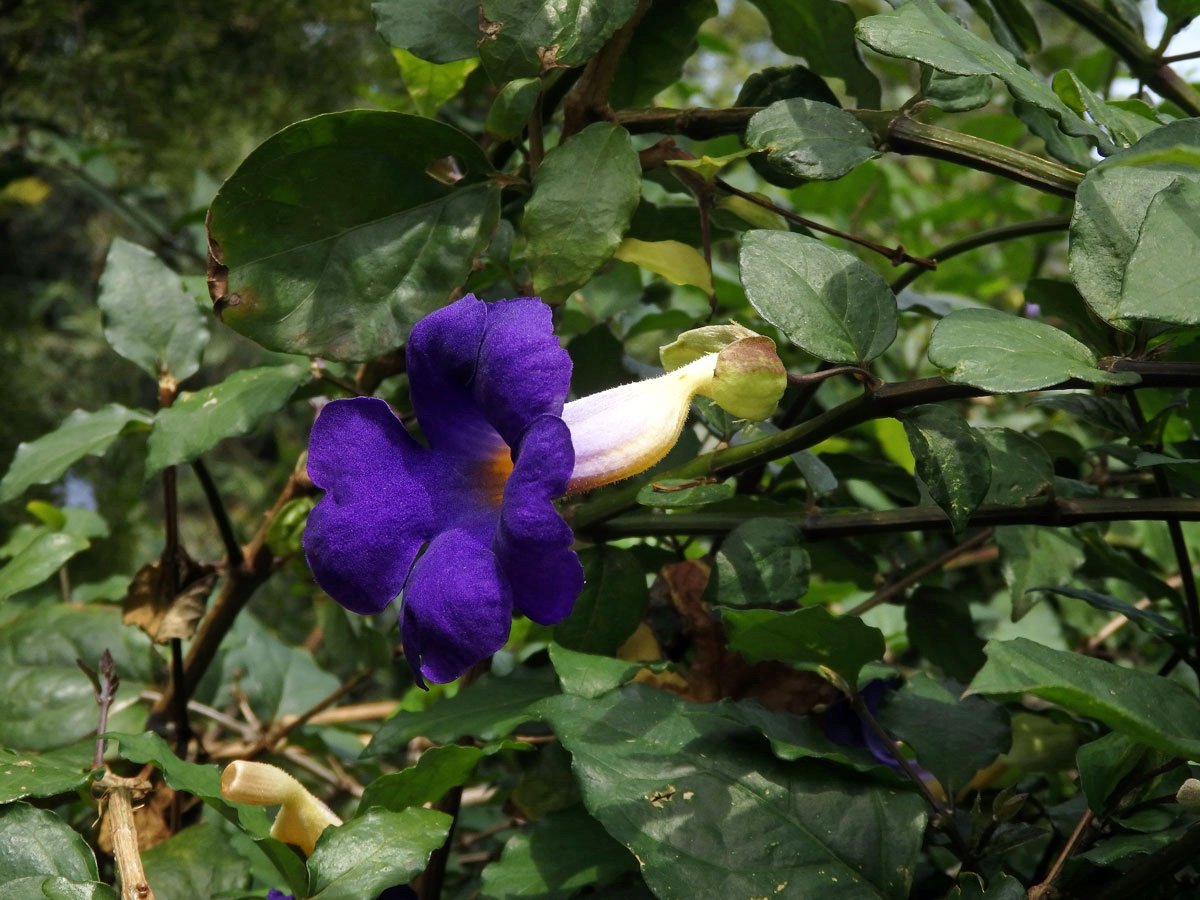 Thunbergie (Thunbergia erecta (Benth.) T. Anders.)