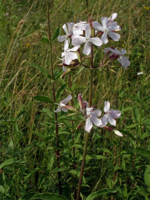 Mydlice lékařská (Saponaria officinalis L.)