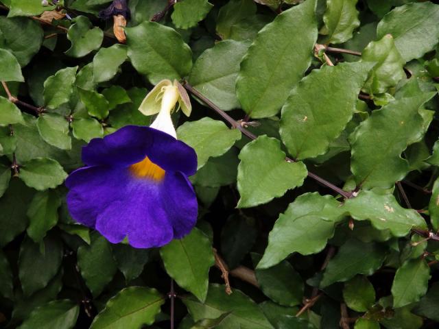 Thunbergie (Thunbergia erecta (Benth.) T. Anders.)