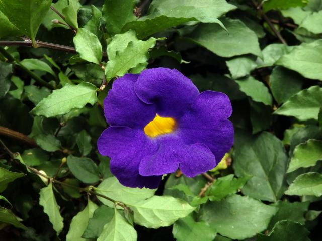 Thunbergie (Thunbergia erecta (Benth.) T. Anders.)