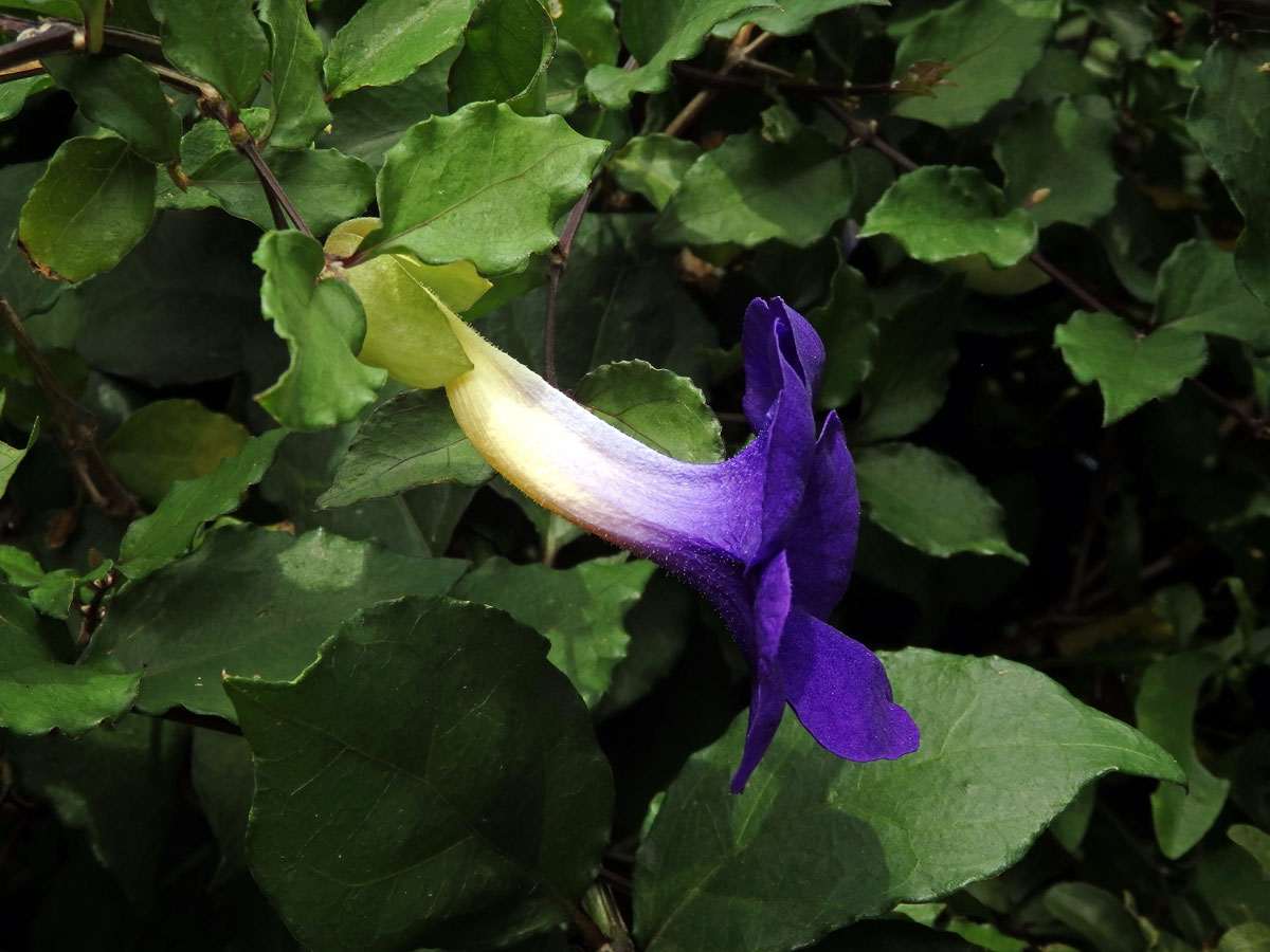 Thunbergie (Thunbergia erecta (Benth.) T. Anders.)