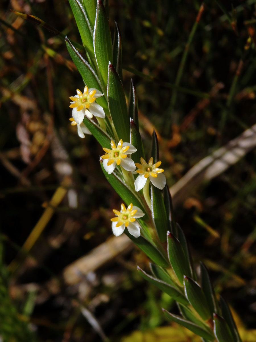 Struthiola ciliata (L.) Lam.