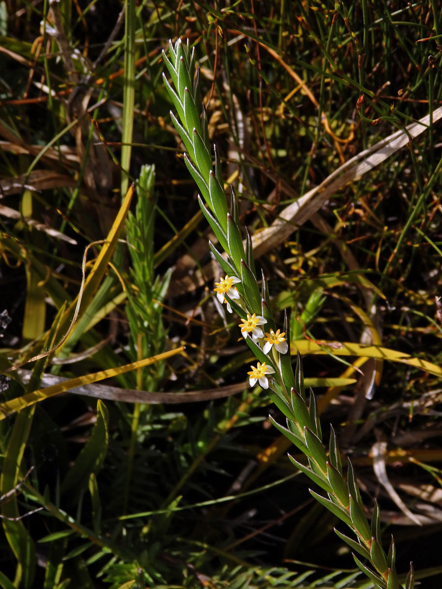 Struthiola ciliata (L.) Lam.