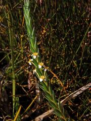 Struthiola ciliata (L.) Lam.