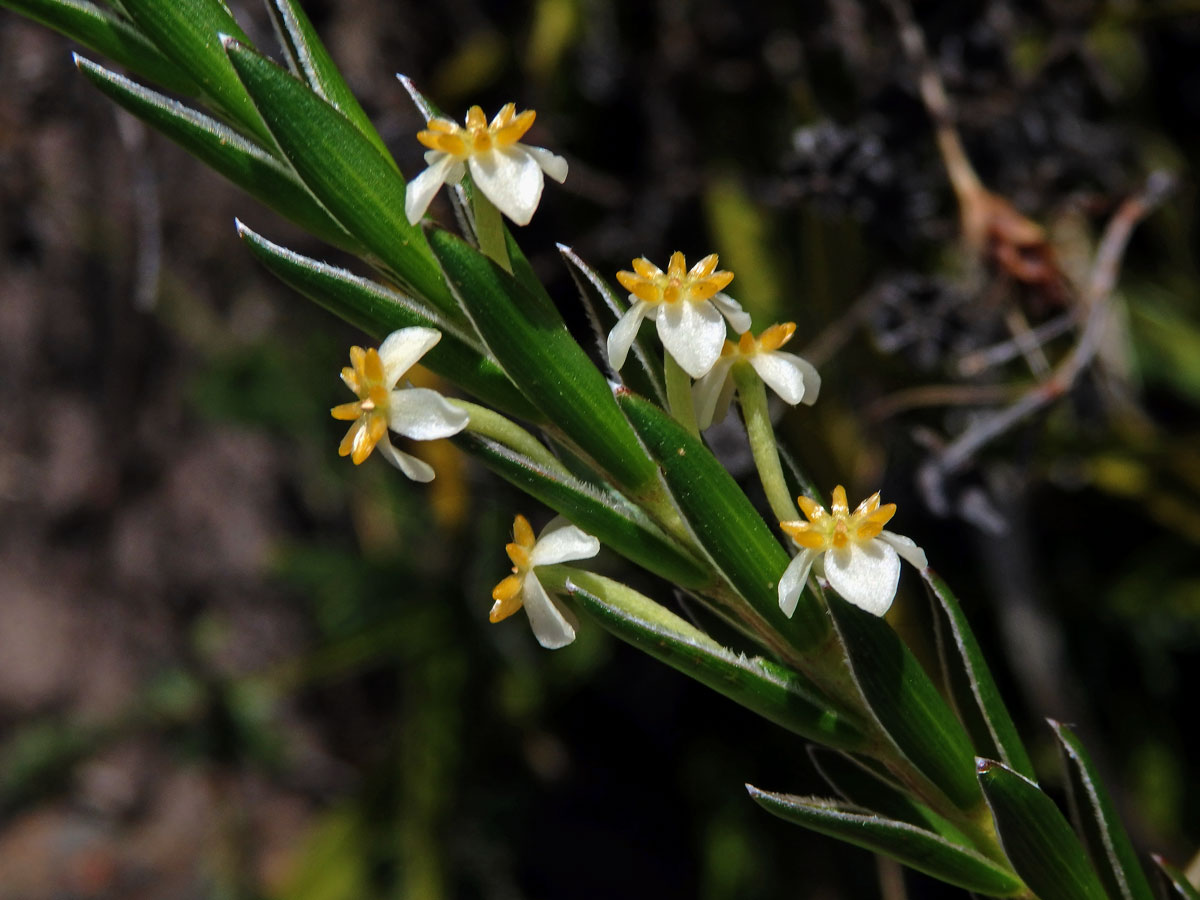 Struthiola ciliata (L.) Lam.